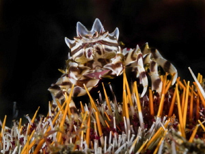 Zebrida adamsii on sea urchin by Alex Varani 